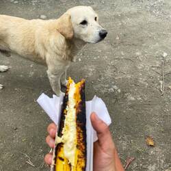 Kochbanane mit Käse und Mayo. Hört sich komisch an, schmeckt aber erstaunlicherweise