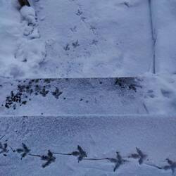 Ein Schneehuhn besuchte meine Treppe