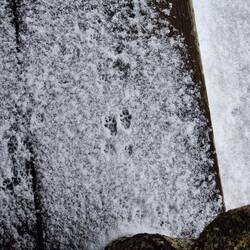 Ermines Spuren vor der Haustür...
