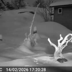 Sound an: Schneehühner am Abend 😊