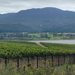 wieder vorbei an Reben und Obst