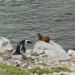 und Klippenschliefer