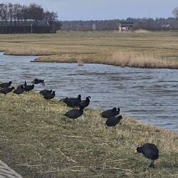 Hier gibt es sehr viele Wasservögel. Schön anzusehen.