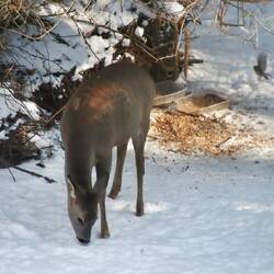 Abkömmling unseres Haus-Reh's a.D. ist wieder da 🥰 Willkommen zurück ☺️