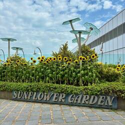 Sunflower Garden - Flughafen Singapur 🇸🇬