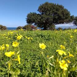 Bei Sonnenschein öffnen sich die Blüten vom Sauerklee.