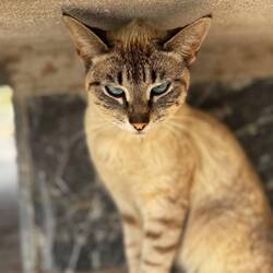 Der Wächter auf dem Mechouar-Platz, auch einfach wunderschön 🤩 😍