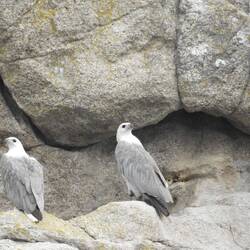 White headed sea eagle (I might have the name wrong)