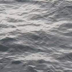 Dolphins and some seals playing together