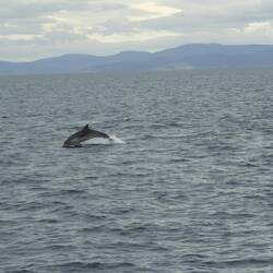 Caught a dolphin mid jump