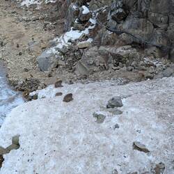 Bilderrätsel: wie viele Affen sind hier zu sehen? (wie in einem Wimmelbild 😂)