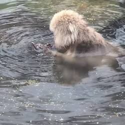 Nur dafür sind wir hier: die Snow Monkeys.