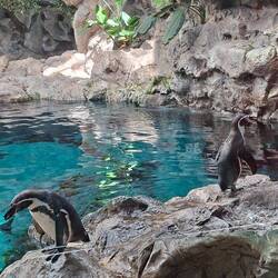 Humboldt-Pinguine 🐧