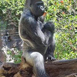 Gorilla mit Baby 🦍
