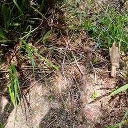 Regenwald-Sonnenskink-Kampf: Niedlichkeit 100, Schaden 0