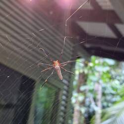 Riesengoldene Radnetzspinnen an unserer Hütte