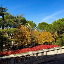 Fall colors from our portico hike up to the sanctuary — Bologna, Italy.