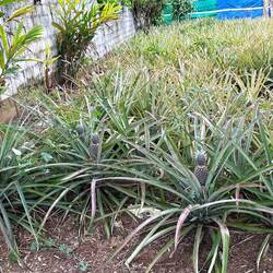Ananas wachsen einfach an der Straße