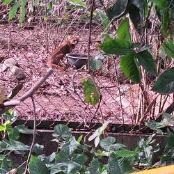 Caoba (Jagurundi/Wieselkatze)