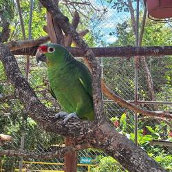 Green Parrot