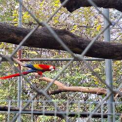 Roter Ara (Red Makaw)