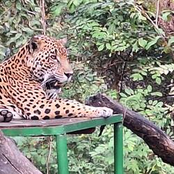 Maleku (Jaguar)
