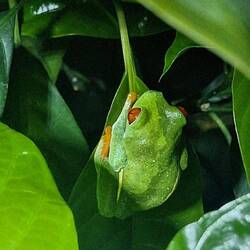 Red-eyed Leaf Tree Frog