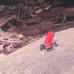 Blue Jeans/Strawberry Poison Frog