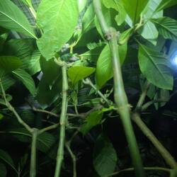 Golden-eyed Leaf Tree Frog