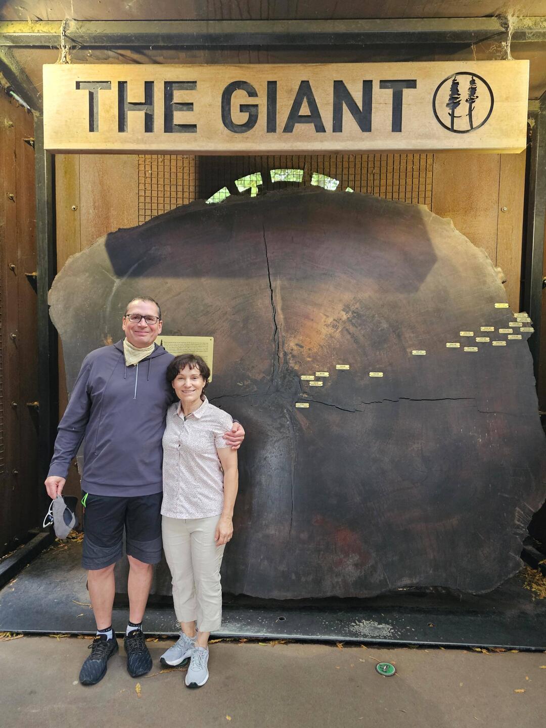 Mammutbaumscheibe, 2000 Jahre, 3,5 m Durchmesser ,