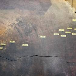 Jahresringe u.. Ereignisse bis zur Fällung