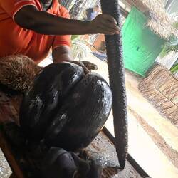 Die weibliche und männlichen Frucht.