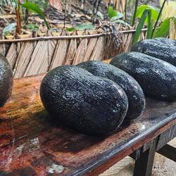 Coco de Mer, bis zu 30 kg