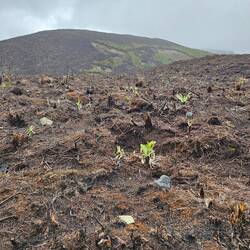 langsam erholt sich die Natur vom Brand wieder