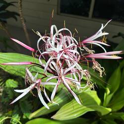 Interessante Blumen haben die hier im Garten