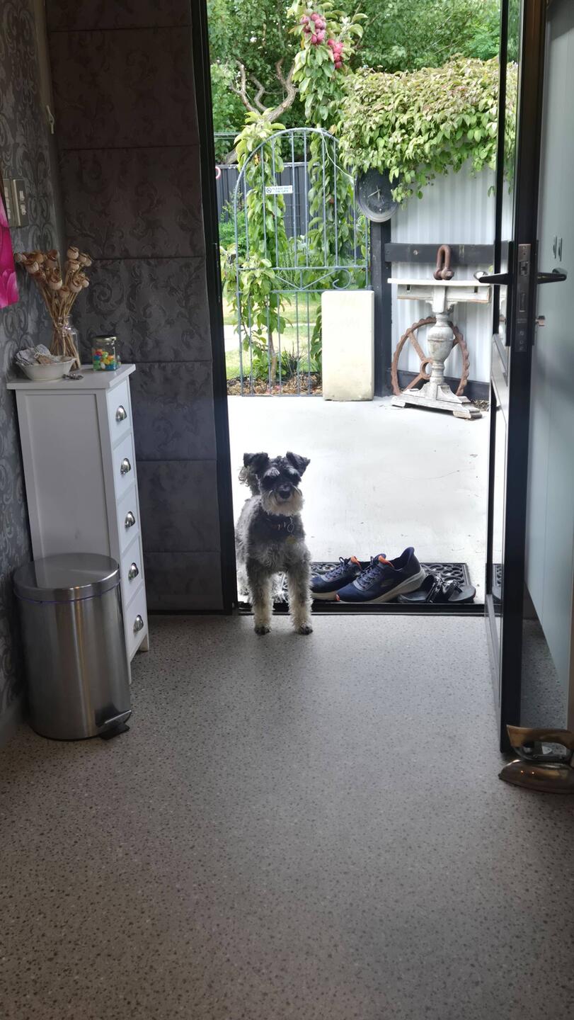 Our resident dog Norton at our Airbnb.