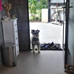 Our resident dog Norton at our Airbnb.
