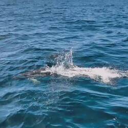 Delfin ☘️ 🙏 ☀️