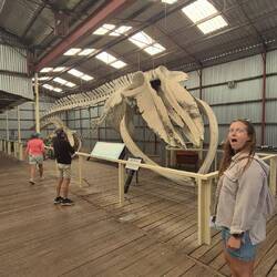 Wow ein Blauwau (kleine Ausführung)