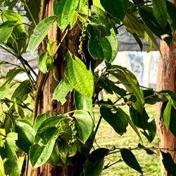Les grappes de poivre vert qu'ici se dégustent fraîches, croquantes, délicieuses ! 🤩