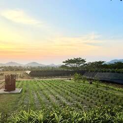 Un champs de citronnelle au milieu des plantations de poivre 🥰