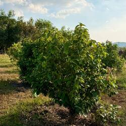 Mais aussi de la cannelle 🌱 et pleins d'autres épices savoureuses