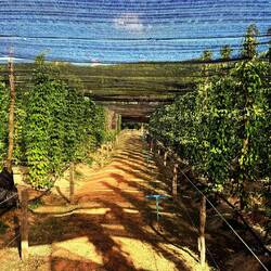 Les plantations : à gauche le poivre vert de Kampot, à droite le poivre long de Java 🤩