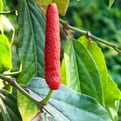 Le poivre long (qui ressemble à une longue fraise 🍓)