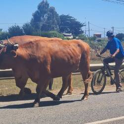 Fahrrad mit 2 OS (Ochsenstärken)
