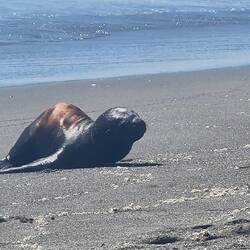 Seelöwenbaby an der Islote Lobería