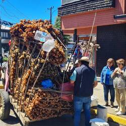 Verkauf von Algen vom Ochsenkarren aus