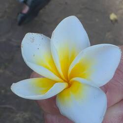 Frangipani