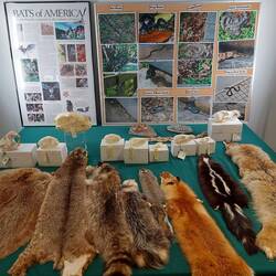 Felle zum Anfassen, Schädel nicht.