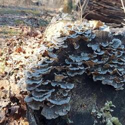 Pilze am Baum, sah nett aus.